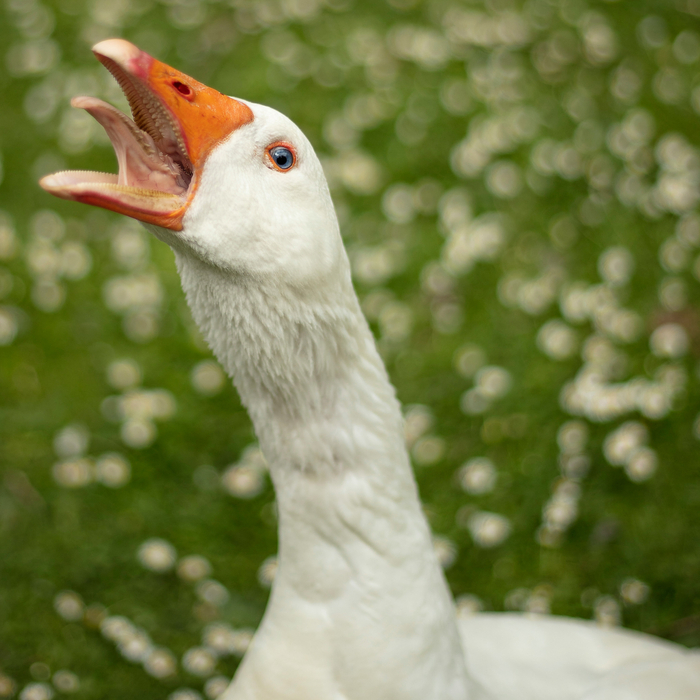 The Apoplectic ┻━┻ ︵(ノಠᴥಠ)ノ彡┻━┻ Or, How I Invented A New Revolutionary Movement